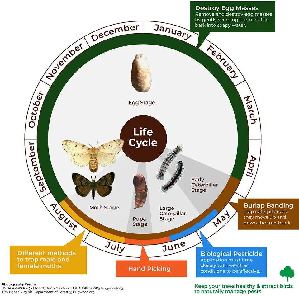 Diagram showing lifecycle of Spongy Moth