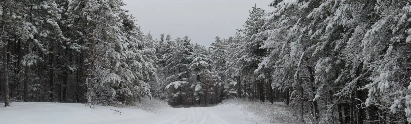 Winter forest