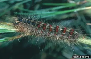 Photo of Spongy Moth caterpillar