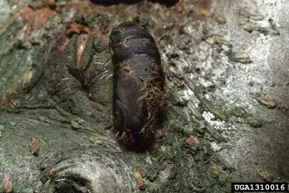 Photo of Spongy Moth pupa