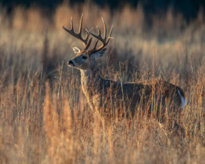 White tailed deer