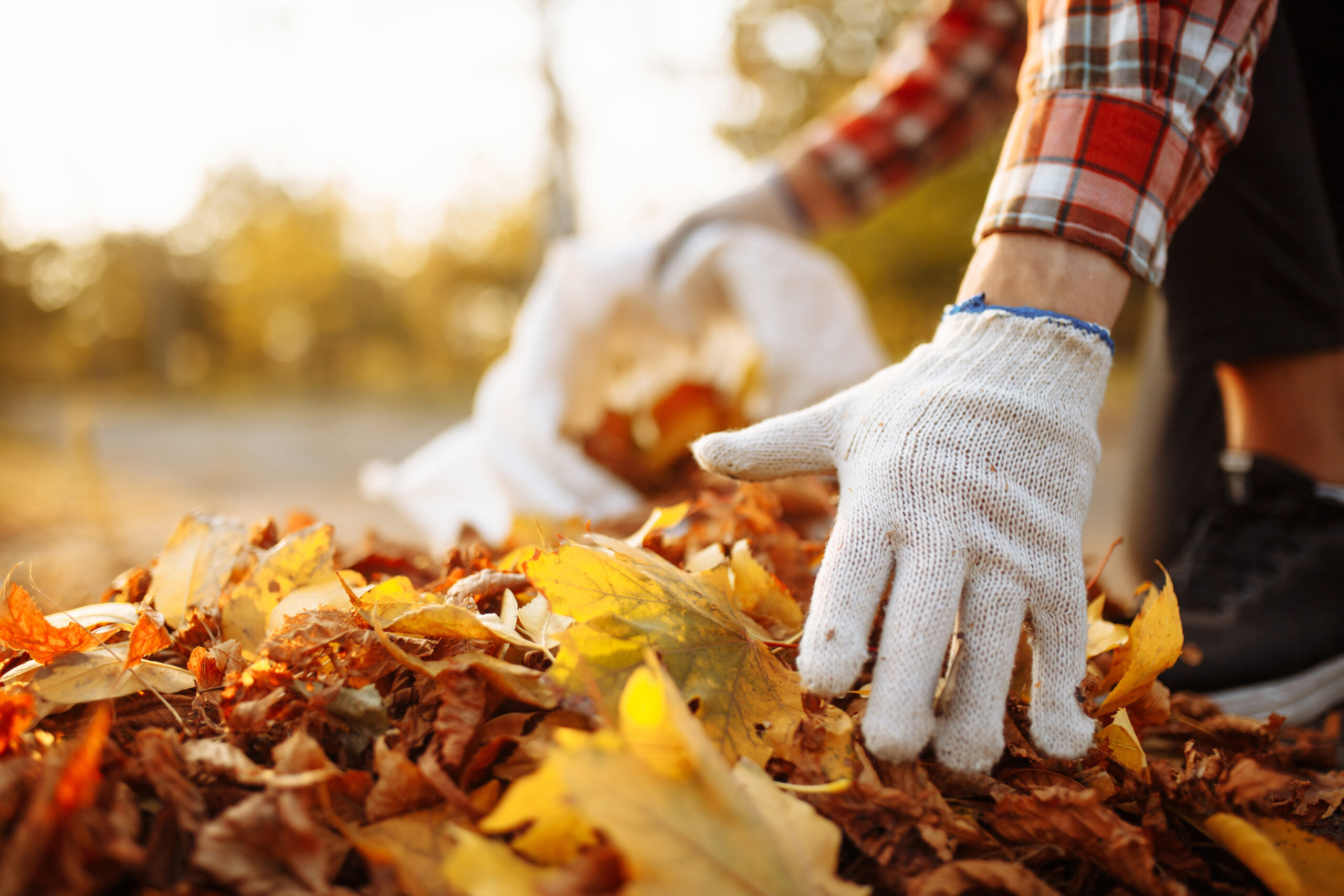 Person grabs a pile of fallen leaves and puts them into a leaf and yard waste bag
