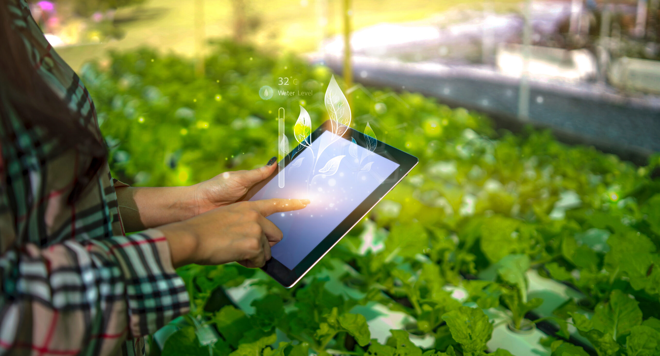 woman using smart tablet modern technology taking care of agriculture hydroponic vegetable and plant, sensor tracking temperature and water moisture treating growth control data information