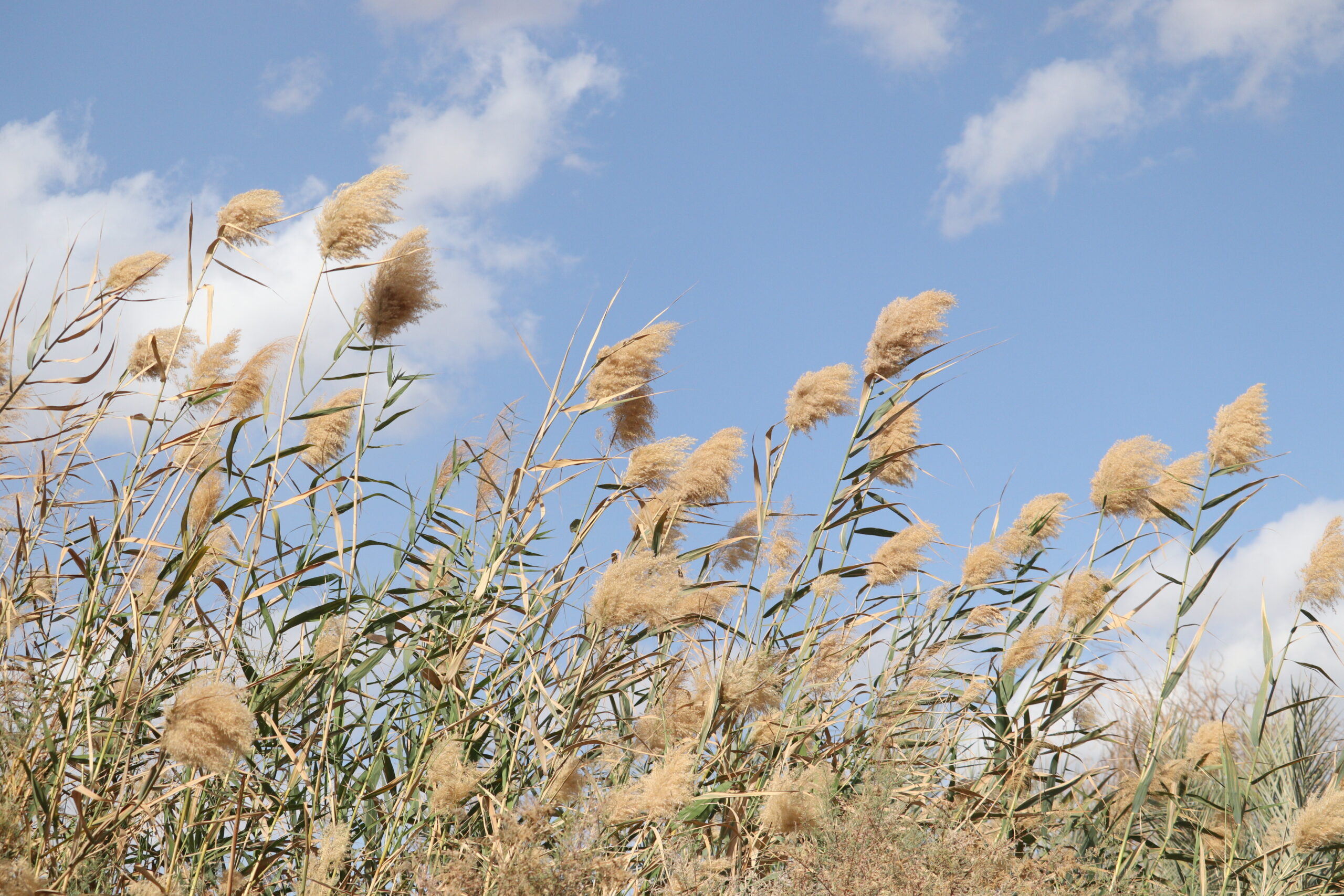 Phragmites
