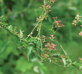Dog-strangling vine