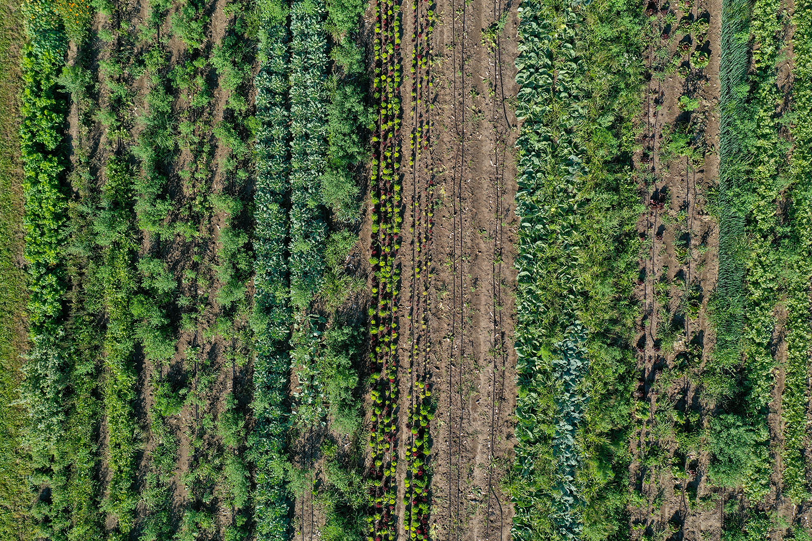 Aerial image of farm fields