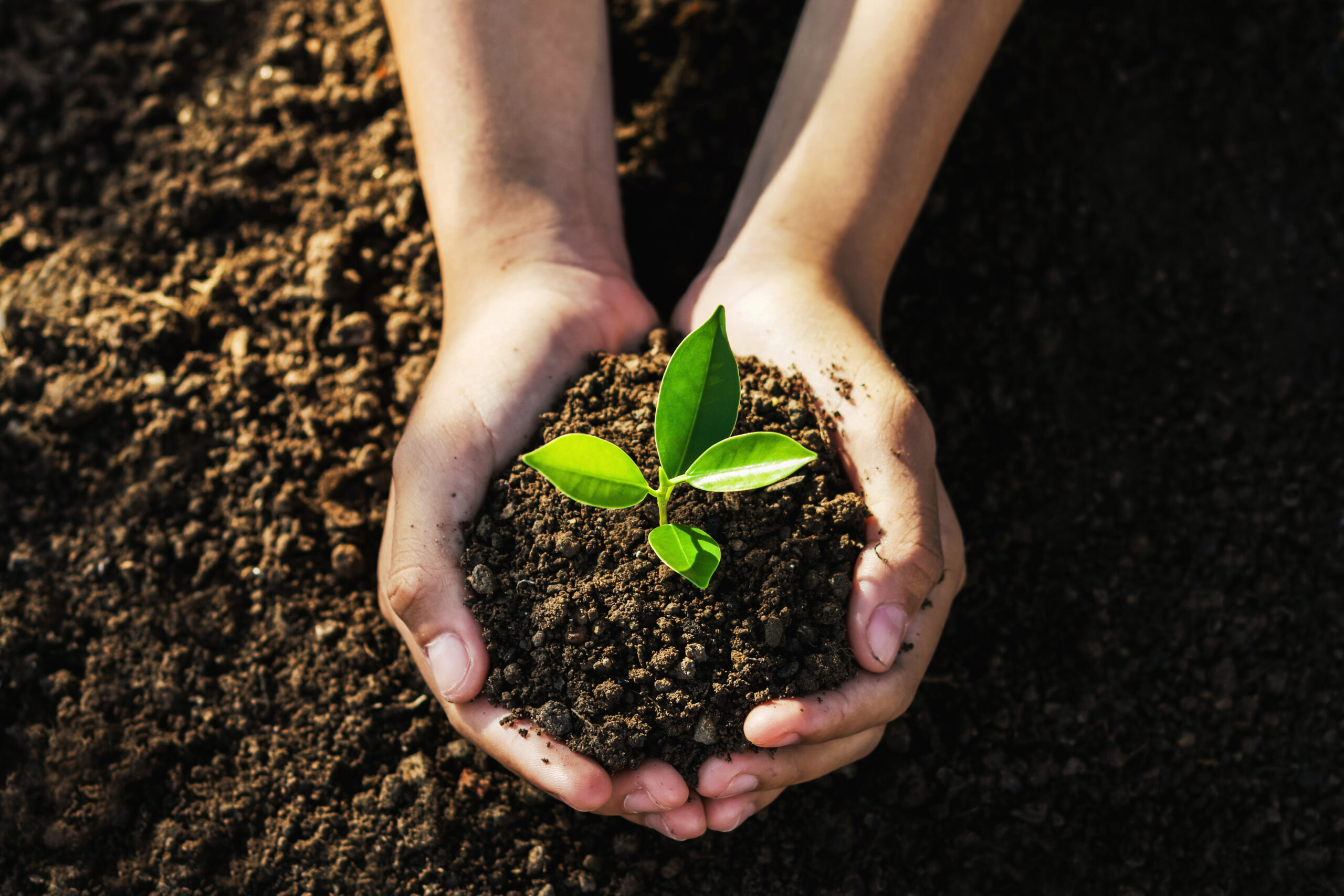 Hands holding soil with a small plant sprouting out of it.