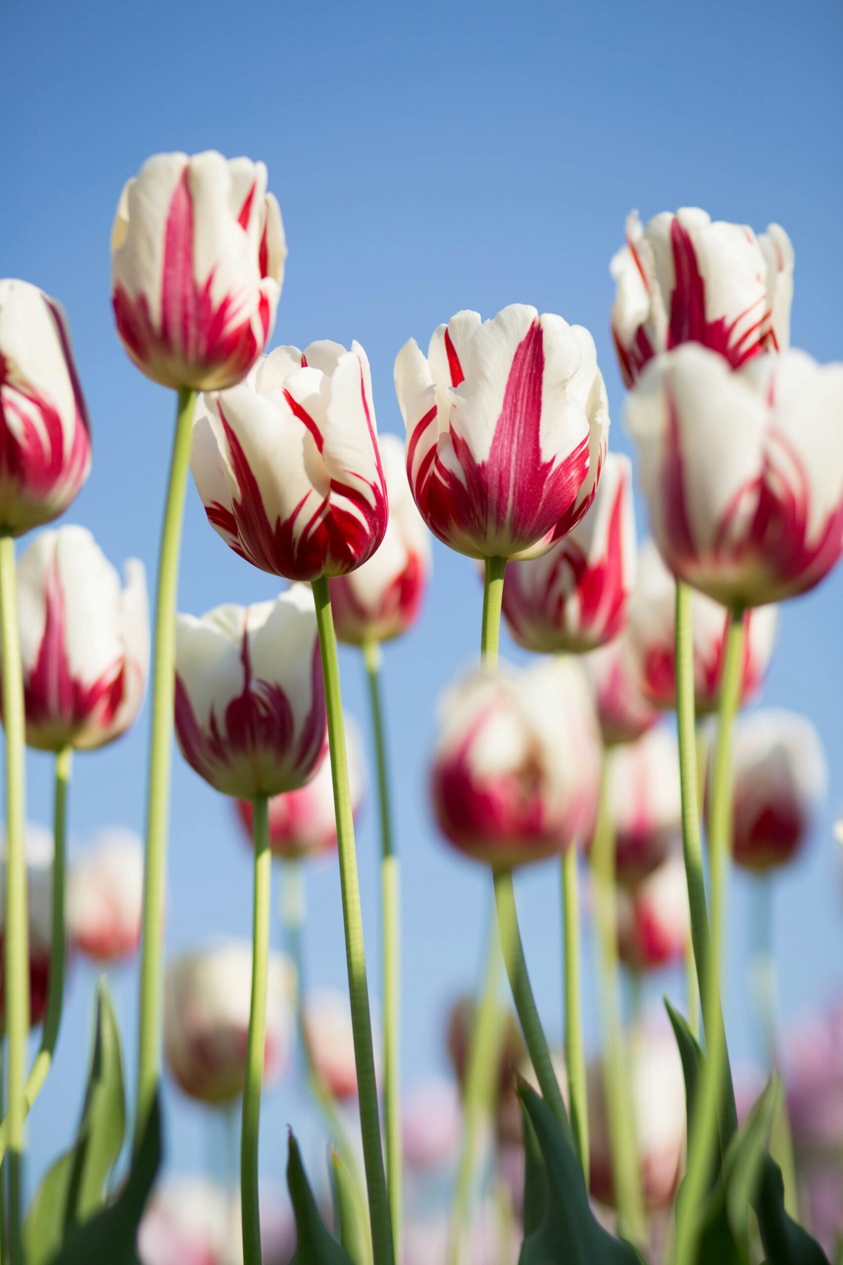 Pink and white tulips growing in a field.
