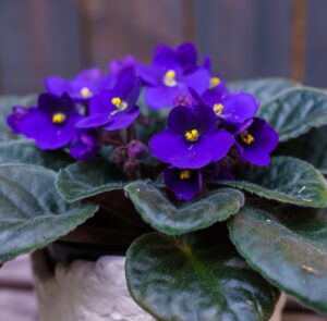 African Violet. 