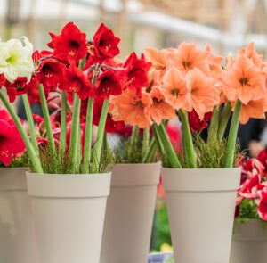 various colours of Amaryllis 