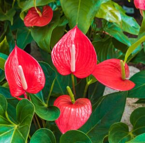 Anthurium 