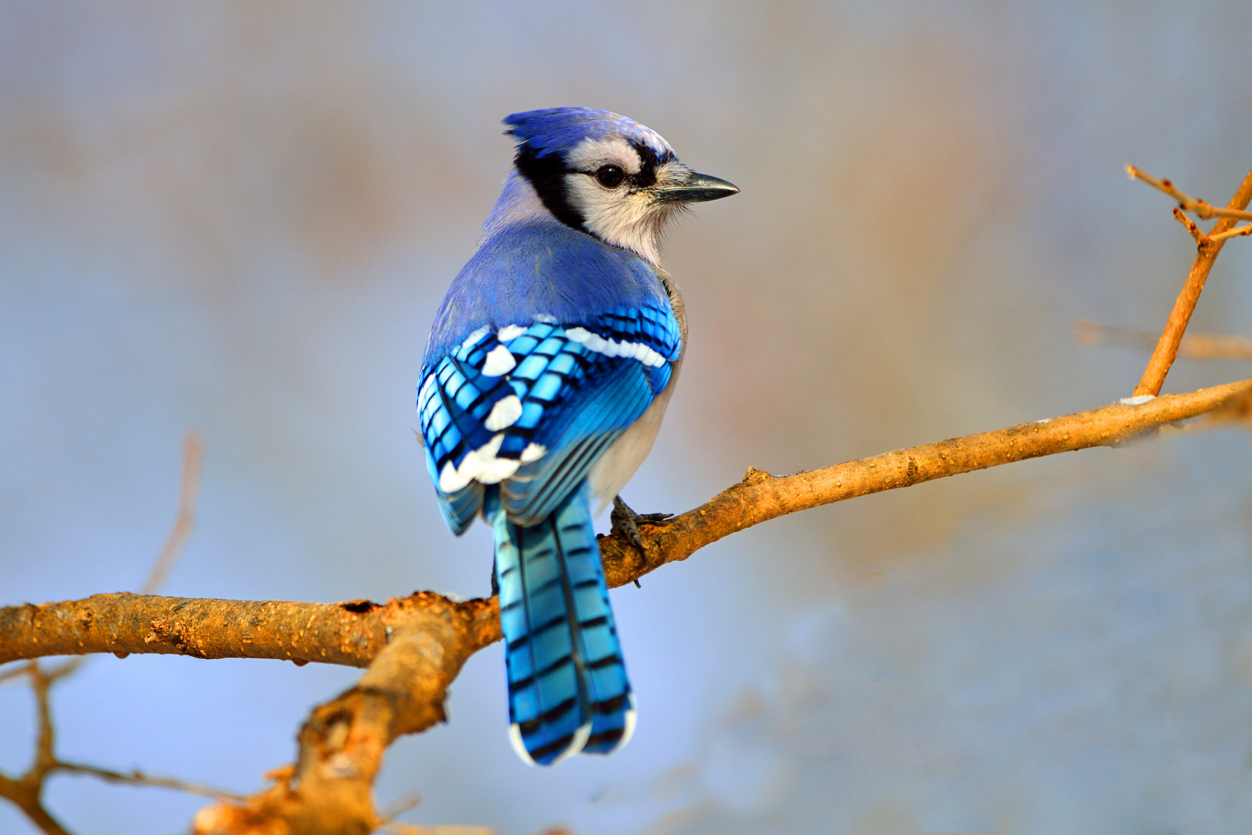 Blue Jay on a branch.