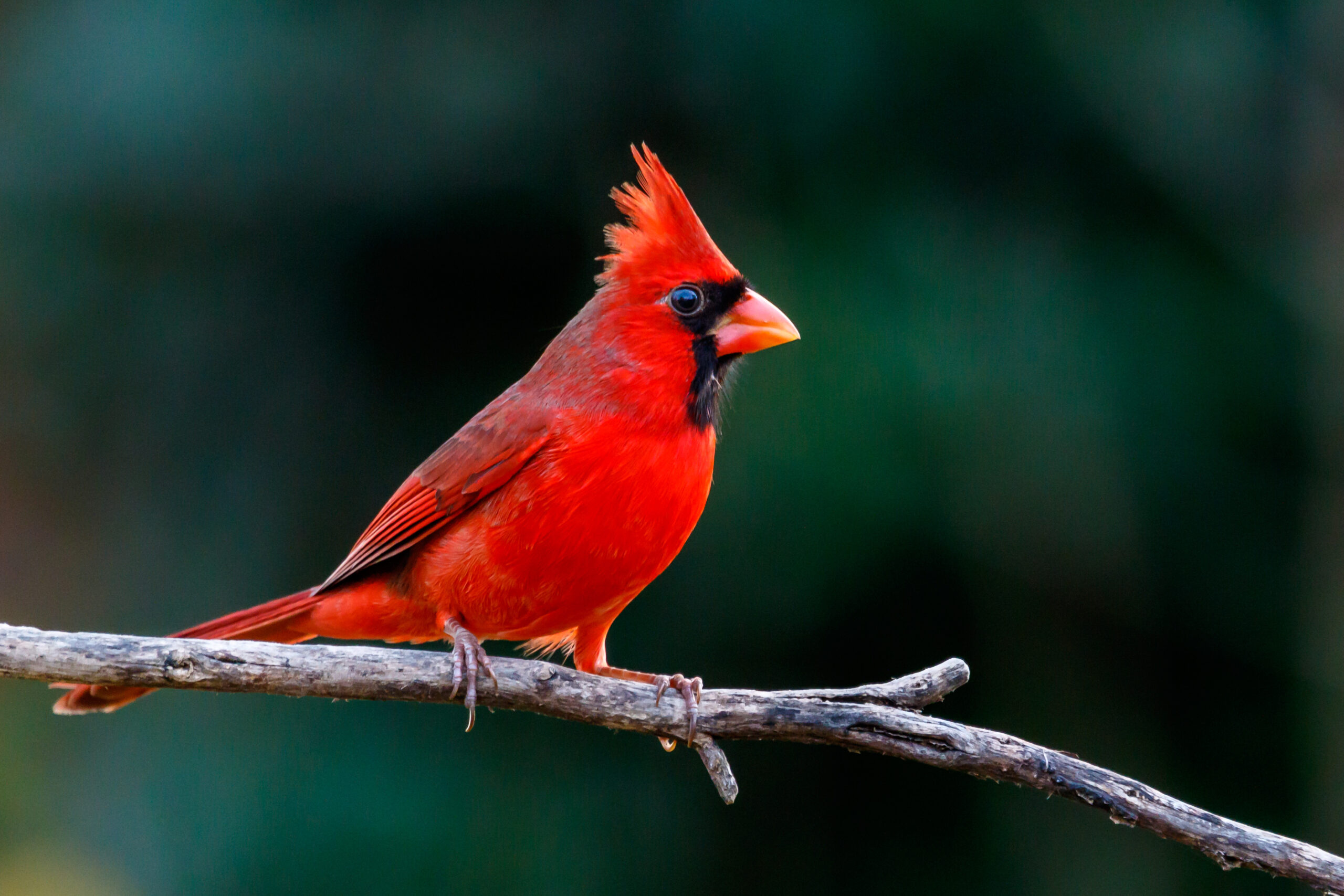 Cardinal on a branch.