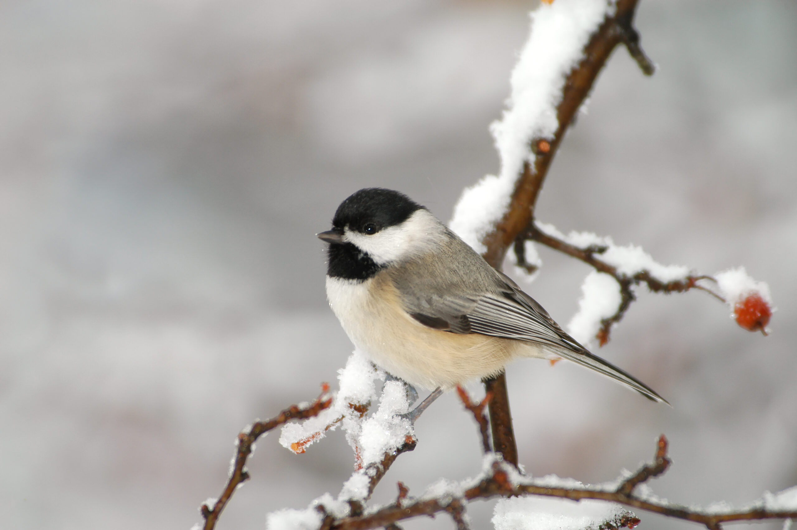 Chickadee on a snow covered branch.