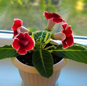 Gloxinia in a pot in a window frame. 