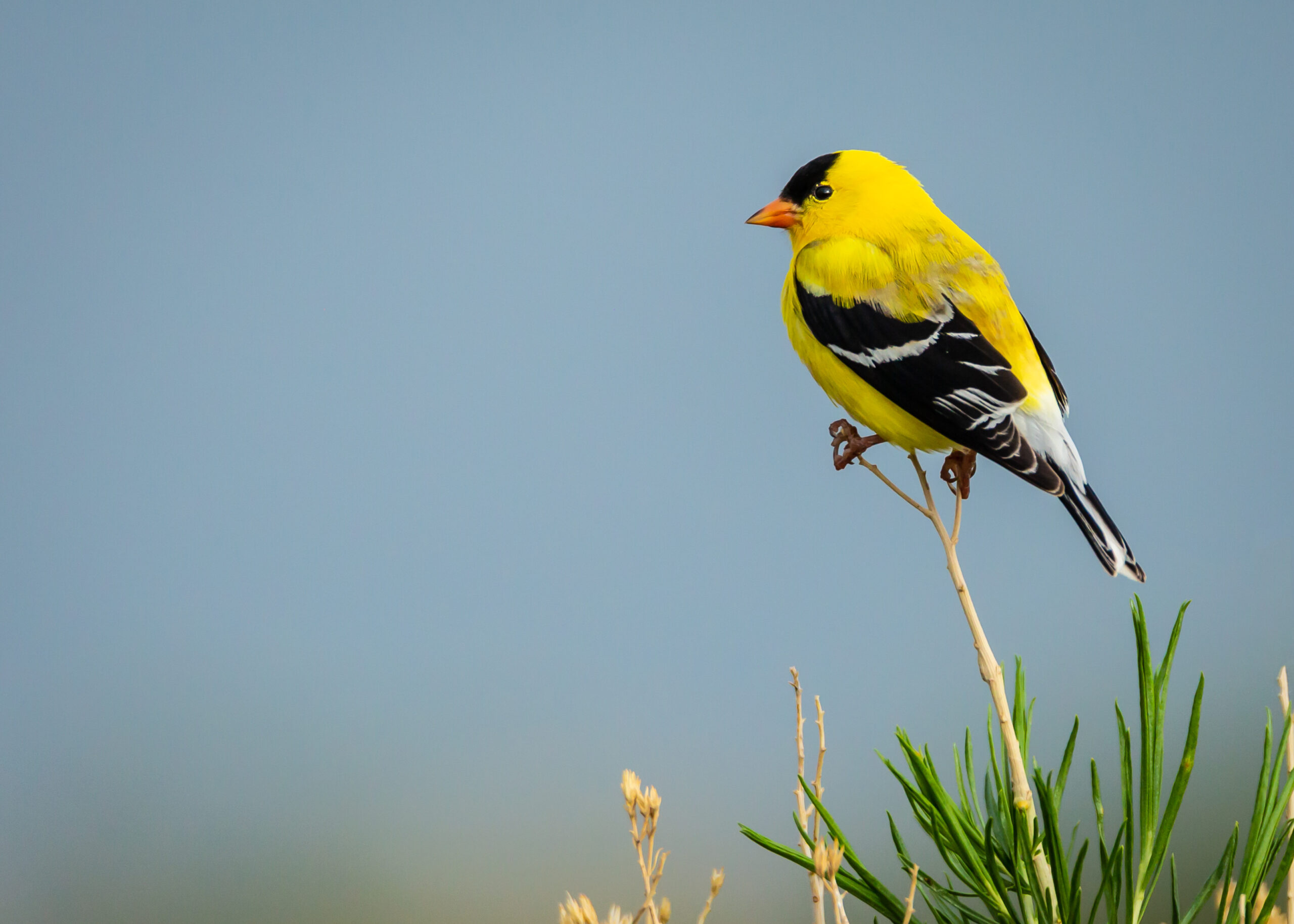 Goldfinch on a branch.