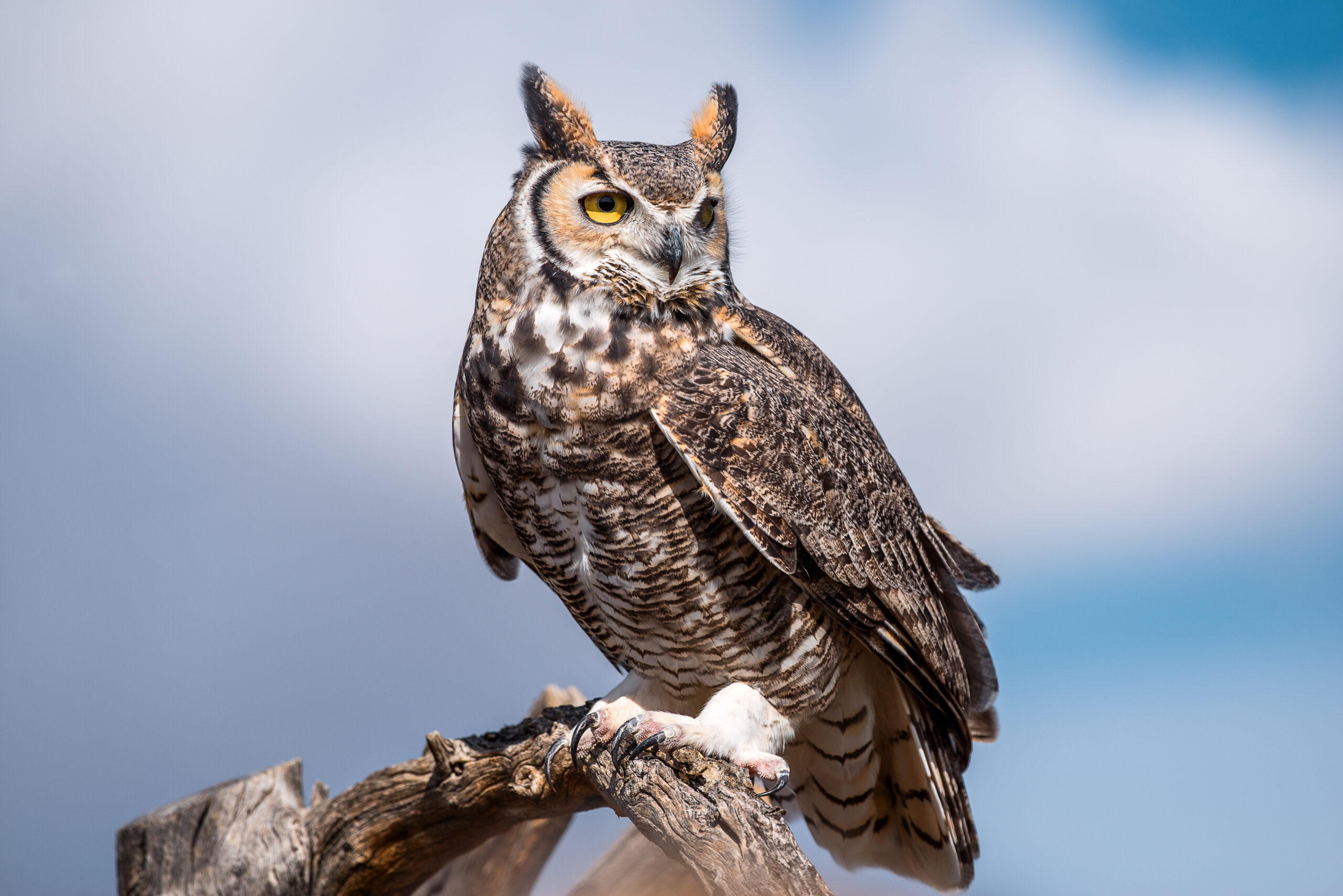 Great Horned Owl on a branch.