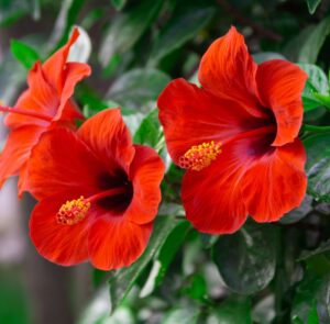 Red Hibiscus flower. 