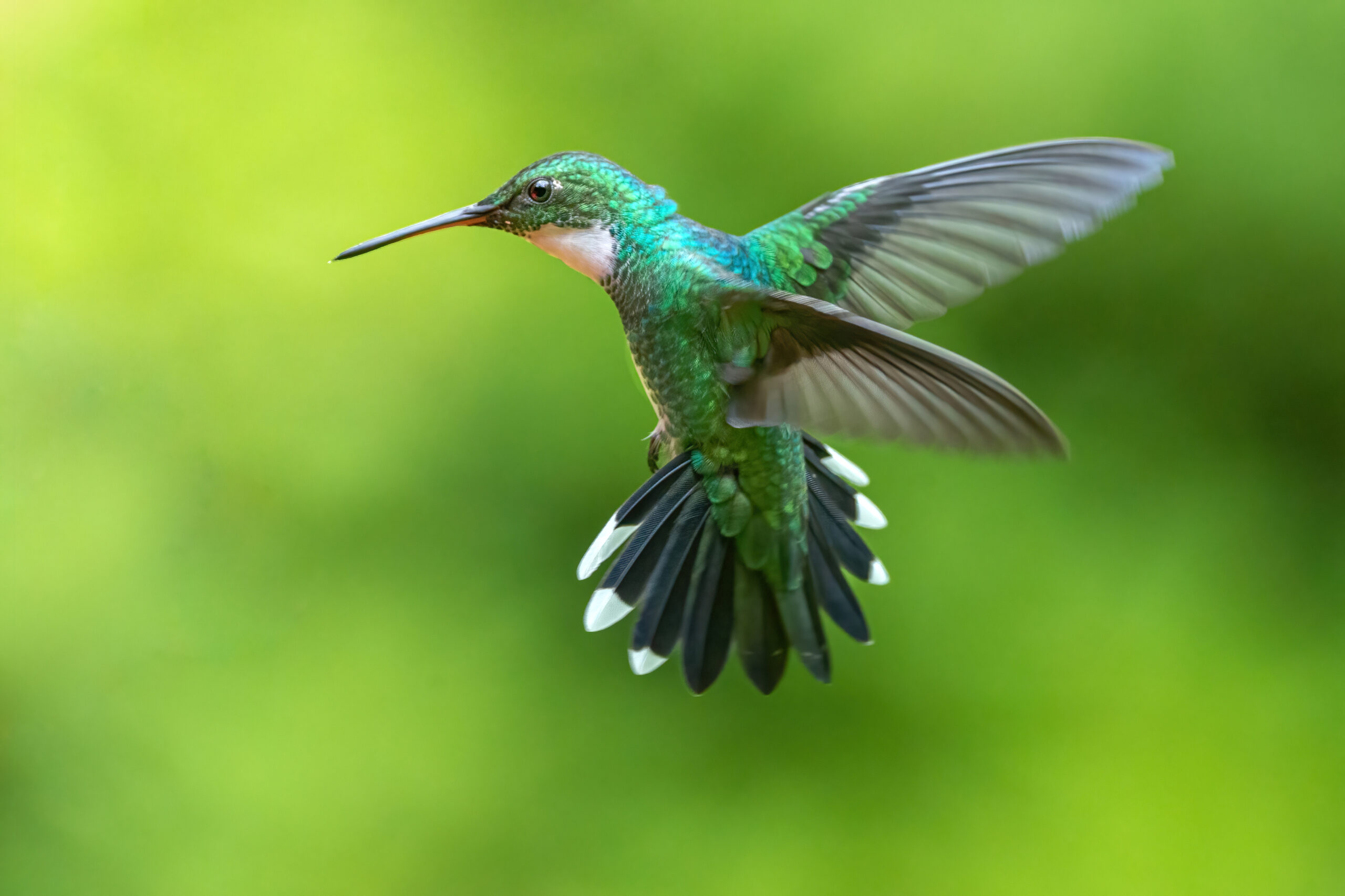 Hummingbird in the air
