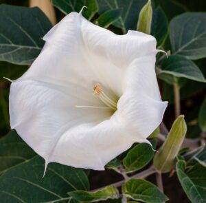 Moonflower