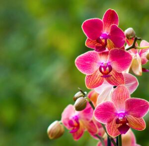 Pink Orchid flowers