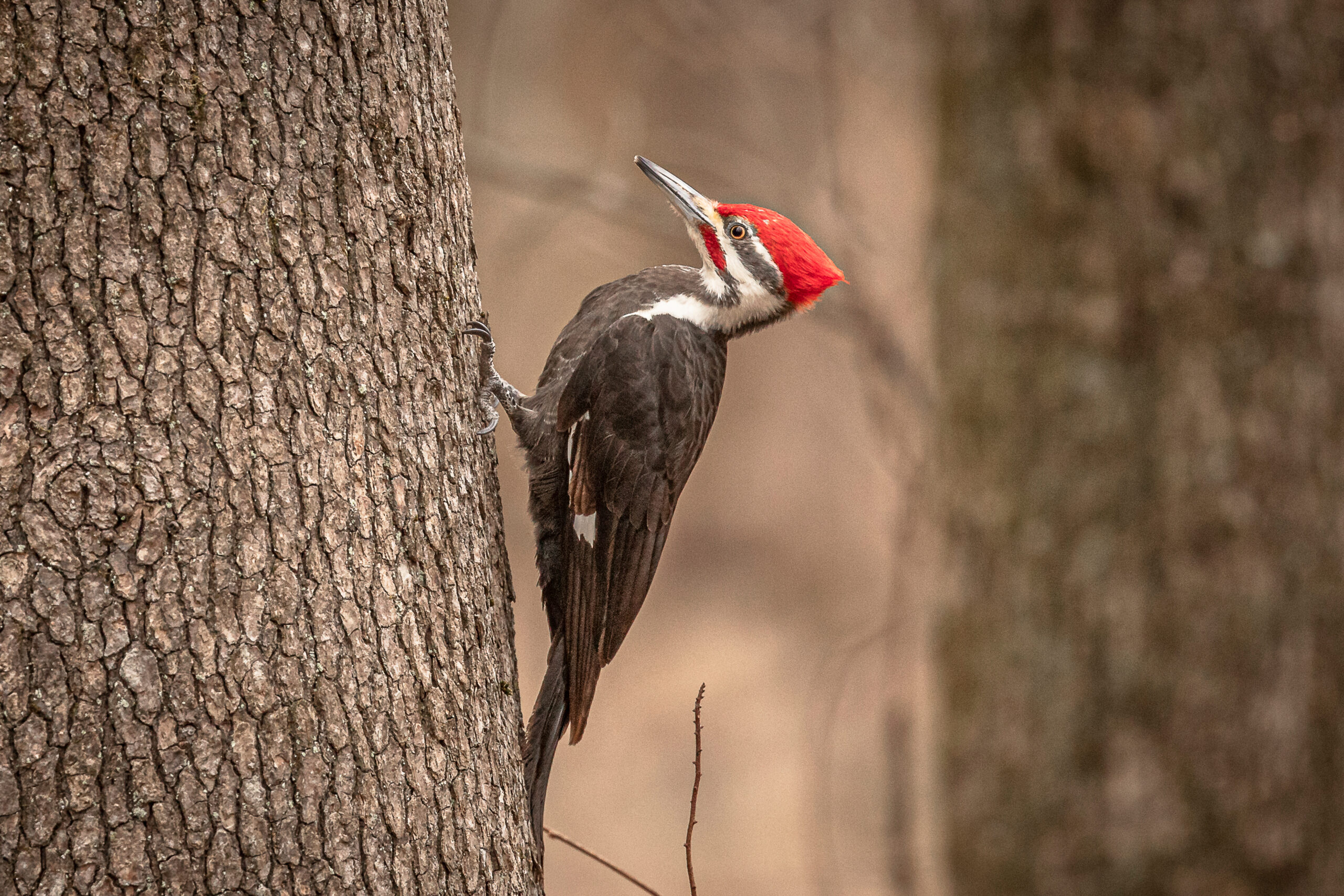 Woodpecker on a tree trunk