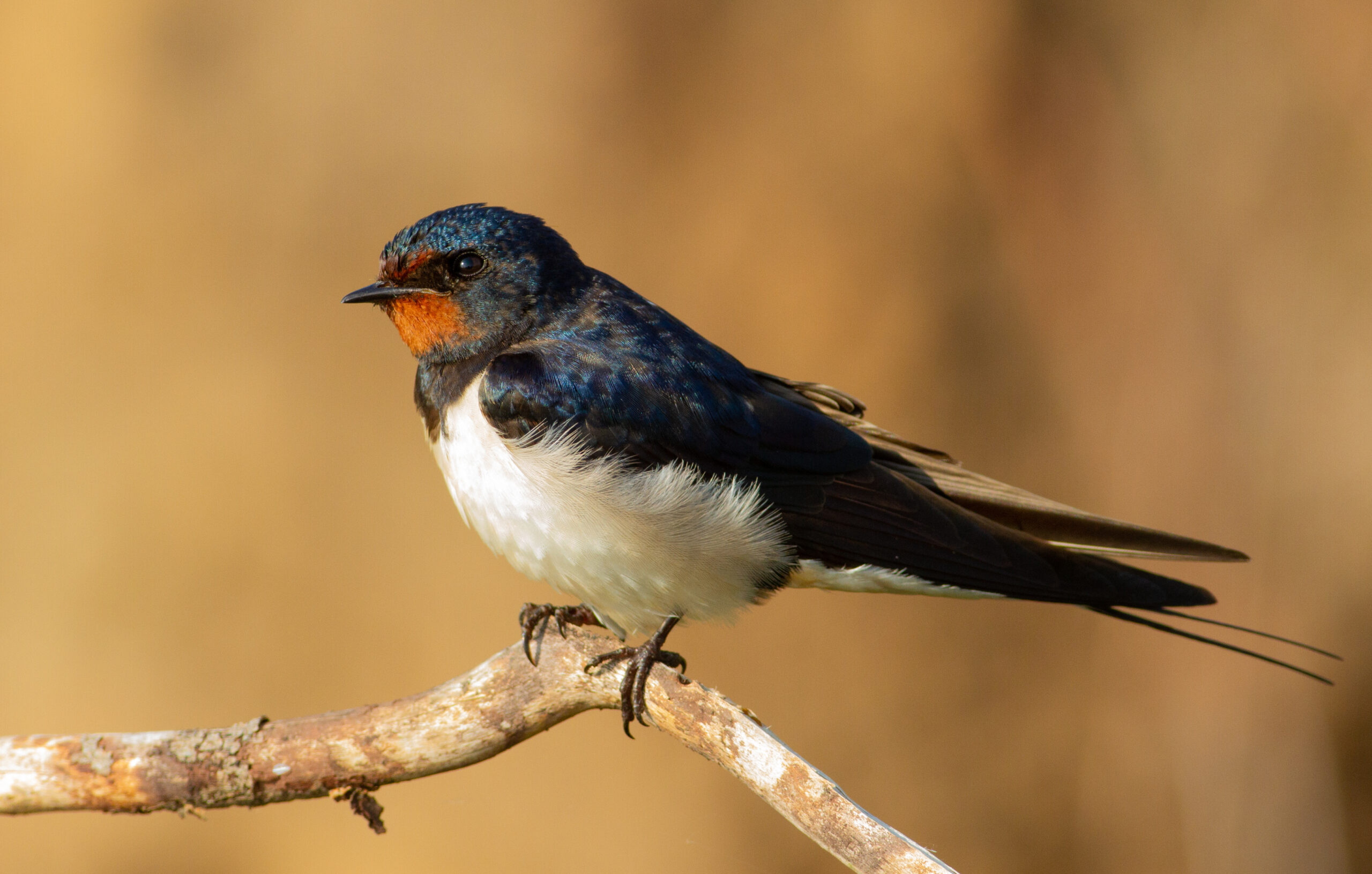 Swallow on a branch