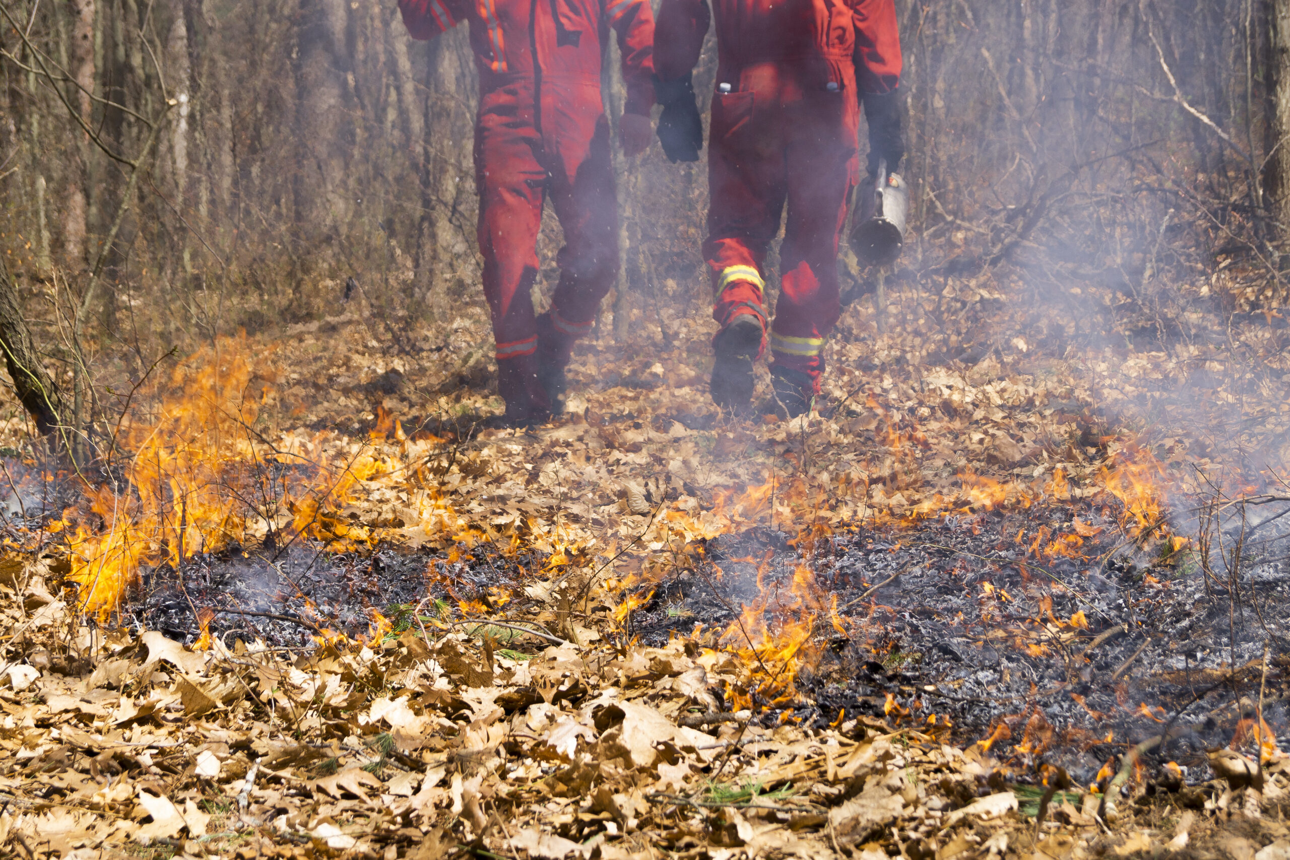 close up of small flame on the forest floor during a prescribed burn