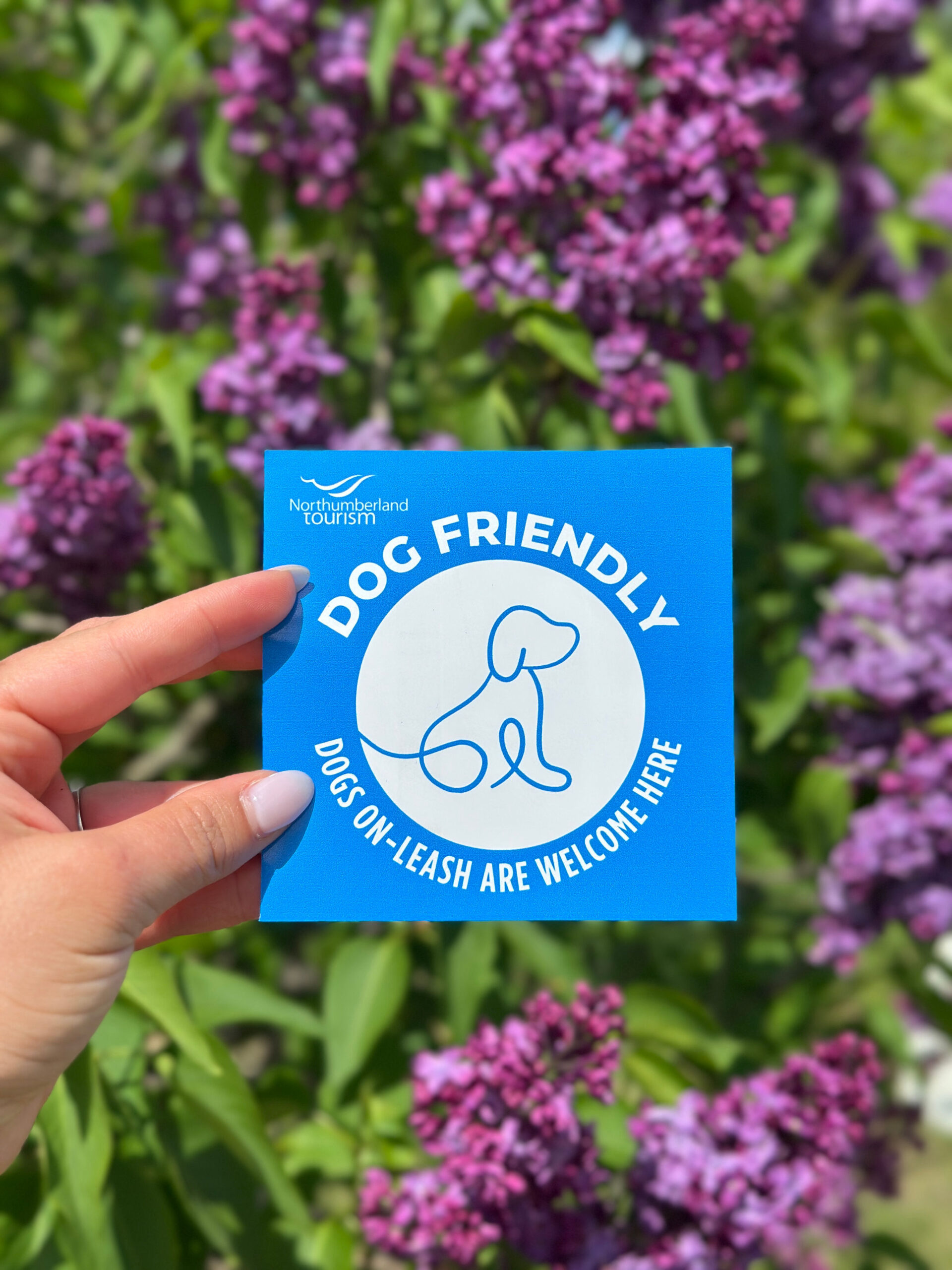 Dog-friendly business decal