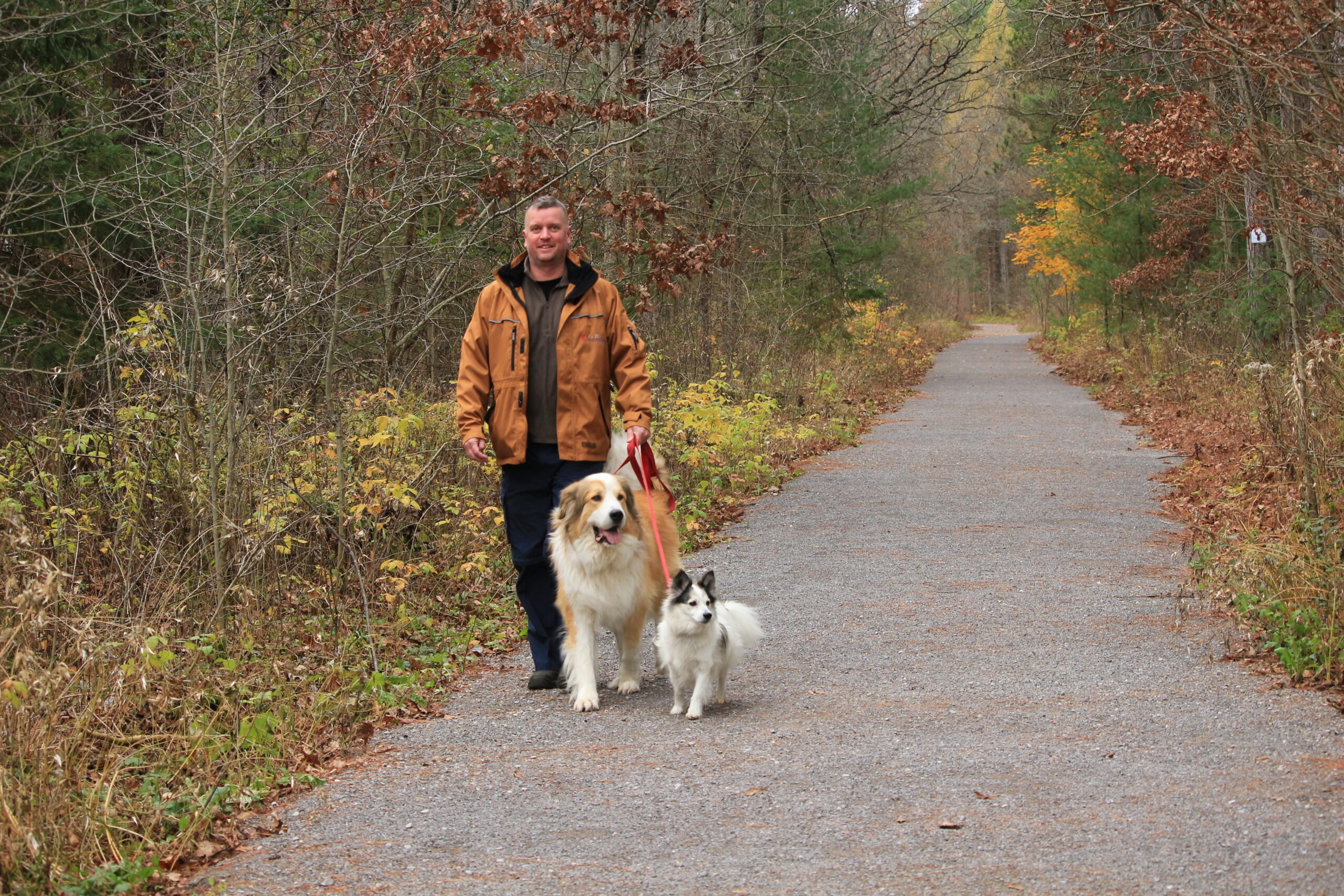 Man walks two dogs in County Forest