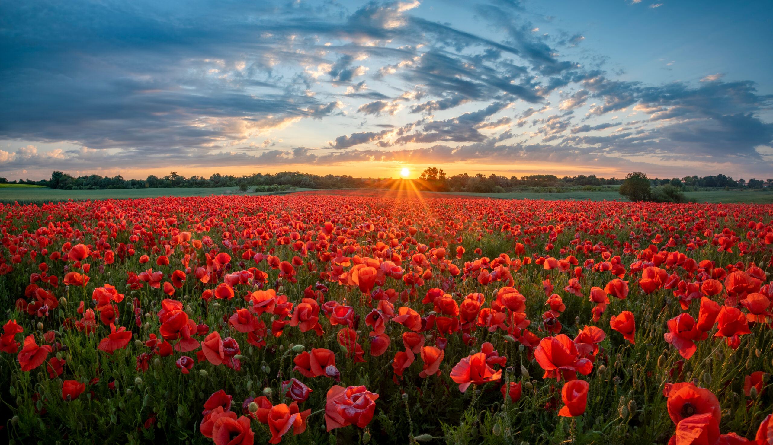 Field with poppies with the sun setting in the background.