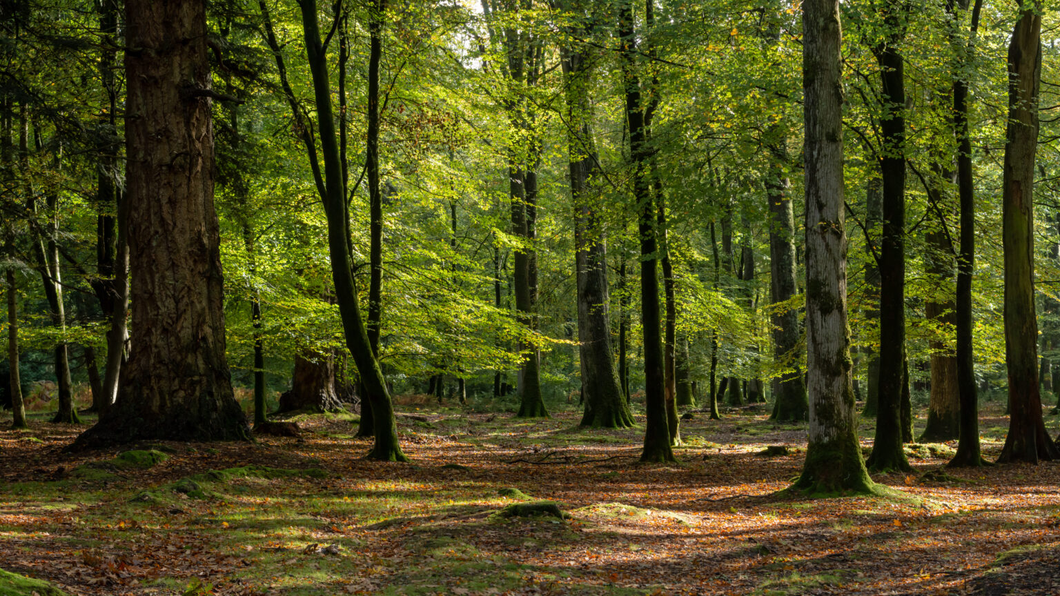 Lush, forested area.