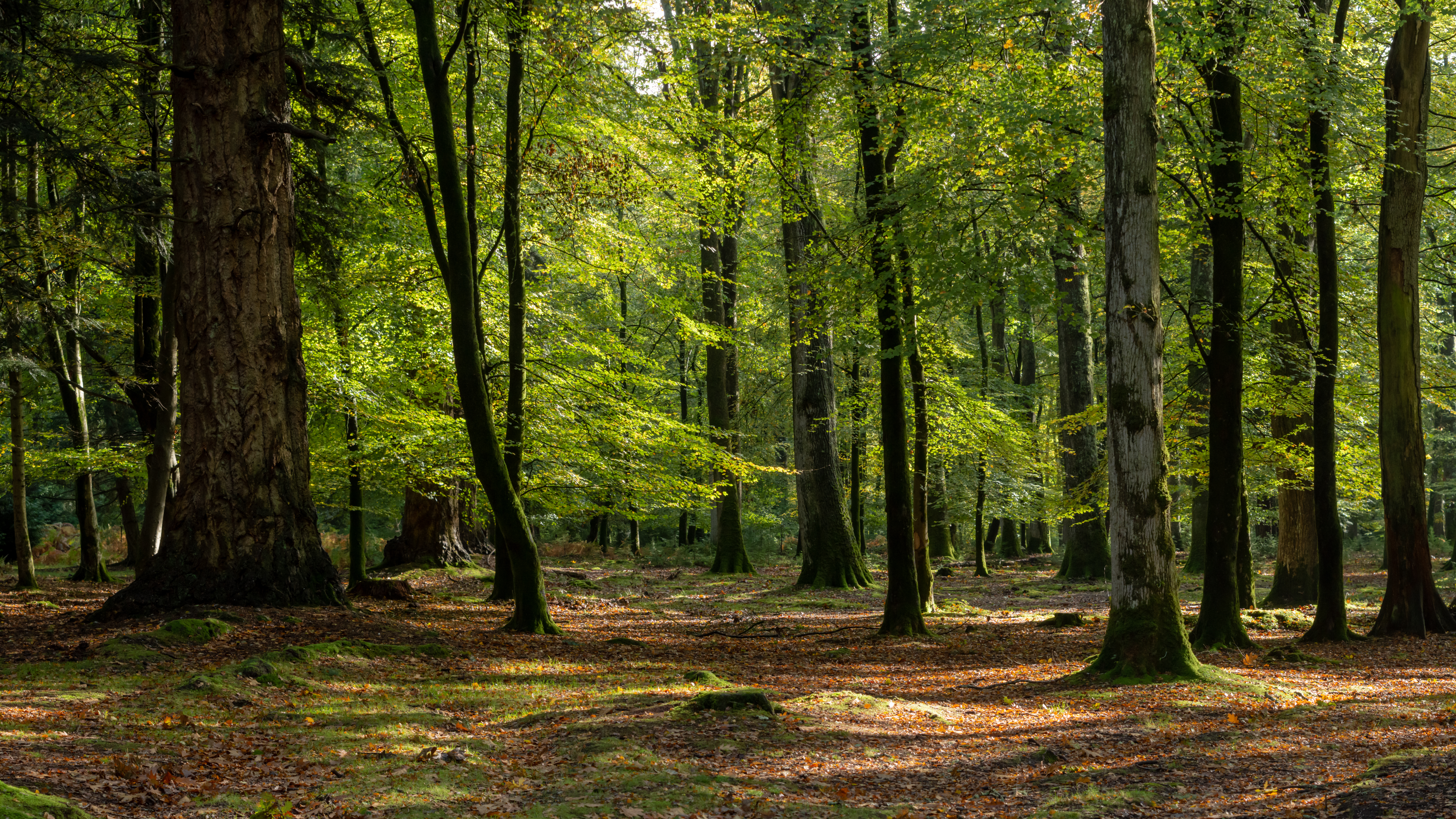 Lush, forested area.