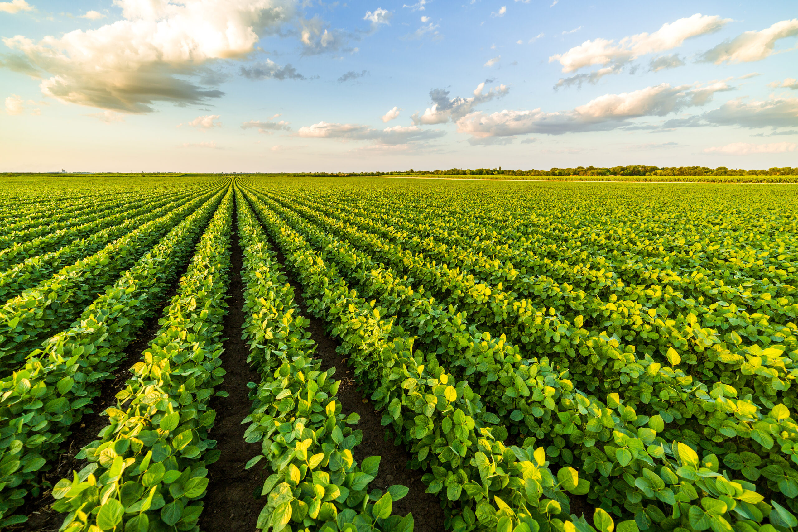 Crops growing in rows in a field.