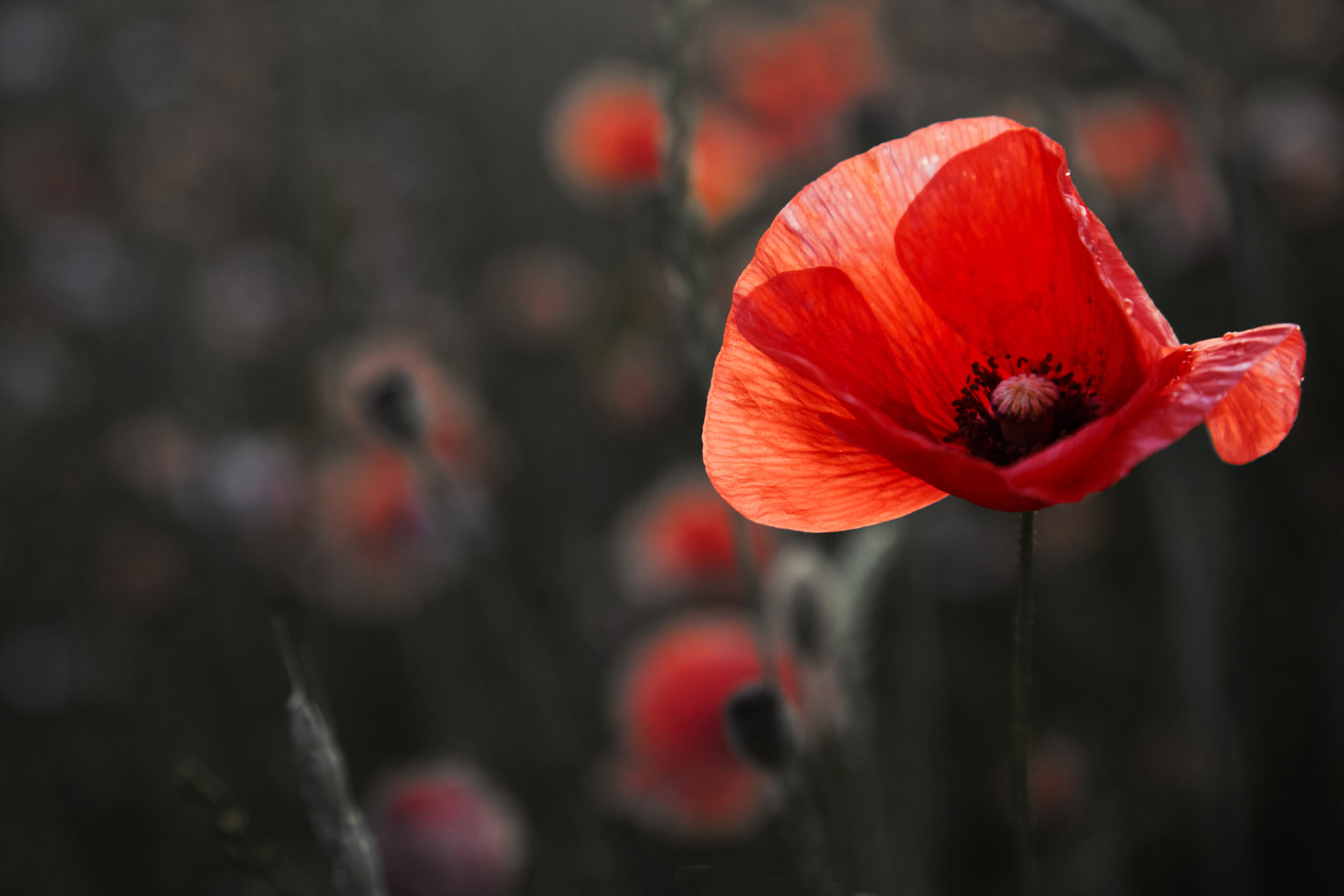 Poppy growing in field with others growing in the backgrounds.